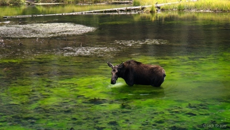 <p>A moose wading in the beaver ponds of Elk Creek in the Weminuche Wilderness, eating the green algae in the water.</p>
